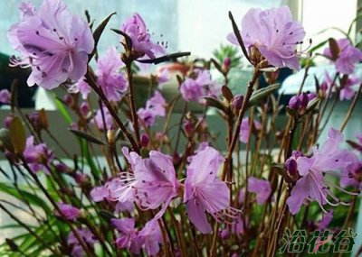 关于干枝杜鹃的那些事儿 花友需要知道