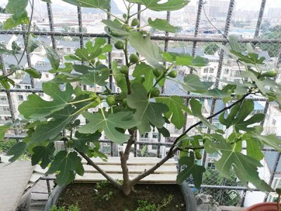 无花果怎么打顶摘心 无花果打顶摘心的方法