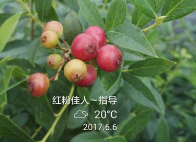 红粉佳人蓝莓适宜南方还是北方 红粉佳人蓝莓适合南方还是北方