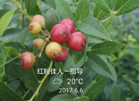 红粉佳人蓝莓适合南方还是北方