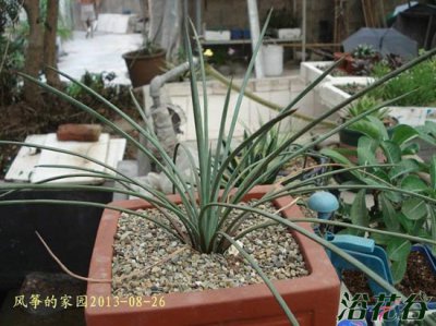 绿体吹上Agave stricta介绍及图片欣赏