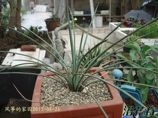 绿体吹上Agave