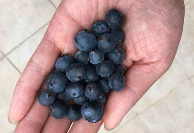 薄雾蓝莓需要授粉吗 薄雾蓝莓是否需要授粉？