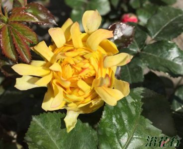 月季花烟花波浪详解 烟花波浪照片图