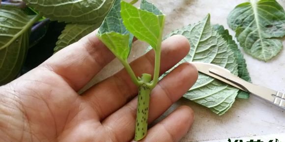 绣球花扦插方法