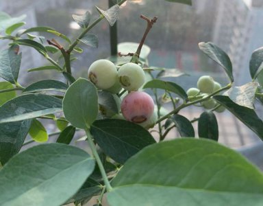 蓝莓盆栽摘果后如何修剪 蓝莓摘果后怎么修剪（盆栽）