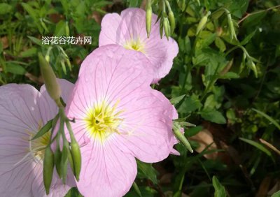 比较好养的花有哪些|掌握基本功 大多都不难