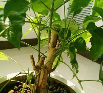 吸雾霾的植物（别天真了） 别天真了哪有吸雾霾的植物？