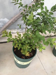 蓝莓用何种土栽最佳 蓝莓用什么土栽最好