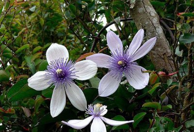 屏东铁线莲（耐寒、花期、修剪）介绍