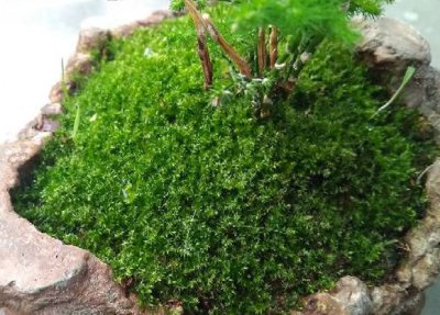 苔藓怎么养才茂盛 苔藓如何养能更茂盛