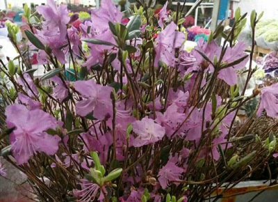 干枝杜鹃开完花怎么办 干枝杜鹃开花后如何处理