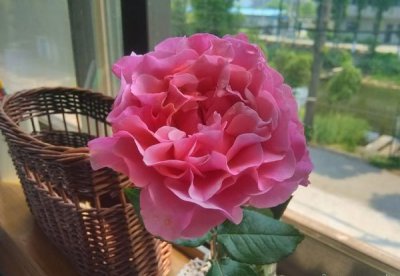 月季星斗（レトワール）介绍 星斗（レトワール）长什么样图