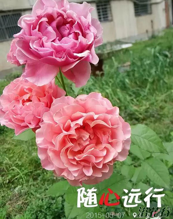 星斗（レトワール）图片三