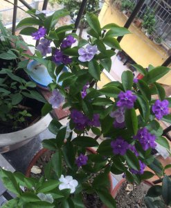 双色茉莉不开花 双色茉莉为何不开花？
