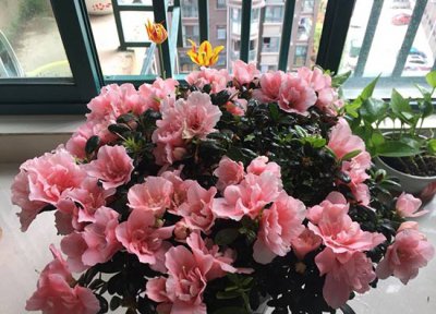 家庭养杜鹃花的方法 杜鹃花怎么养（家庭养法）