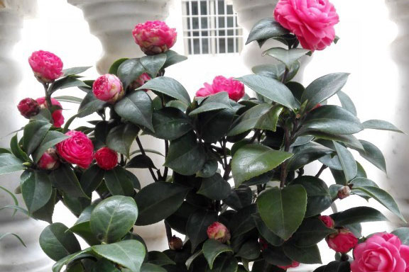 茶花春季养护