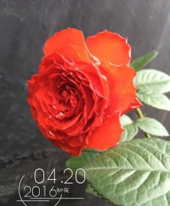 月季花初夜讲解 初夜长什么样图