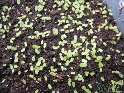 多肉植物发芽后如何养护 多肉植物种子发芽后怎么办