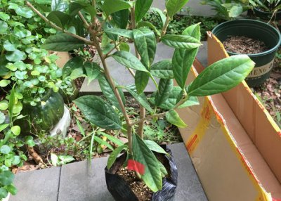 植物枝干粗壮什么肥 植物枝干粗壮施什么肥