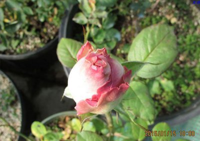 月季花糖果雪山详解 糖果雪山图片大全