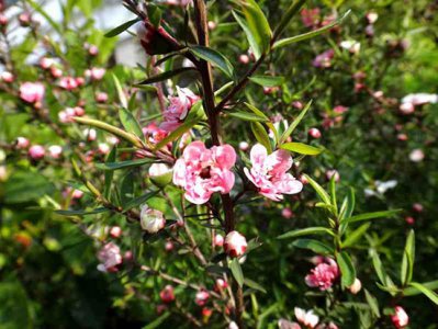 松红梅一年开花次数 松红梅一年开几次花