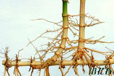 竹子什么时候移植 竹子移植的最佳时间