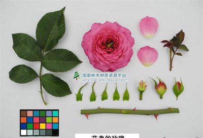 月季花艾弗的玫瑰介绍 艾弗的玫瑰图片大全