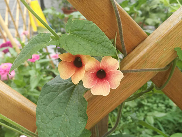 黑眼苏珊西班牙之眼简介