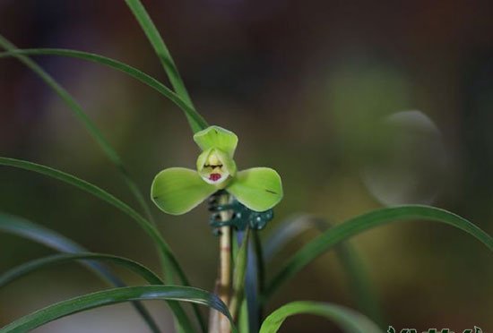 春兰什么时候出花芽|如何让花箭长高
