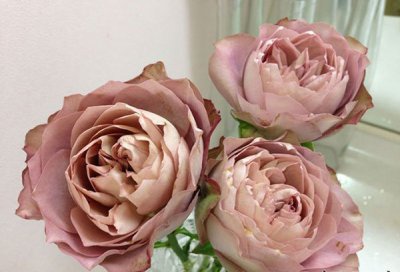 月季花法尔索/讲解 法尔索/照片图
