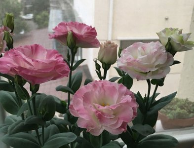 洋桔梗一年开花几次（多开花的秘密）