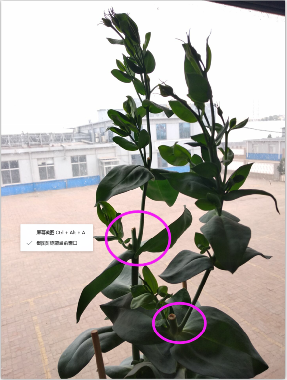 洋桔梗一年开花几次