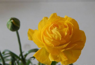 芹叶牡丹介绍 芹叶牡丹图片大全