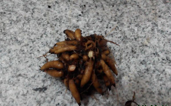 芹叶牡丹图片二