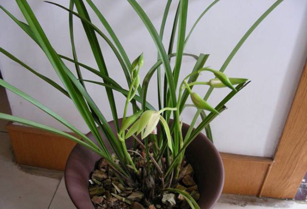 兰花什么时候开花|不同兰花的开花时间