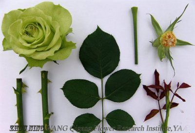 月季花绿色行星介绍 绿色行星照片图