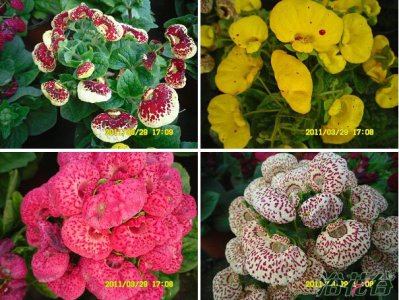 蒲包花讲解 蒲包花图片大全