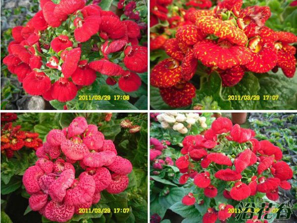 蒲包花图片二