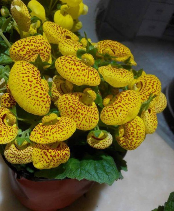 蒲包花图片三