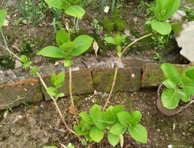 无尽夏顶芽被剪还能开花吗 无尽夏顶芽被剪后能否开花？