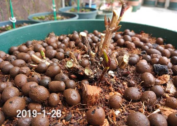 无尽夏顶芽被剪还能开花吗