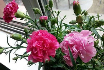 康乃馨一年开几次花|一次但花期很长