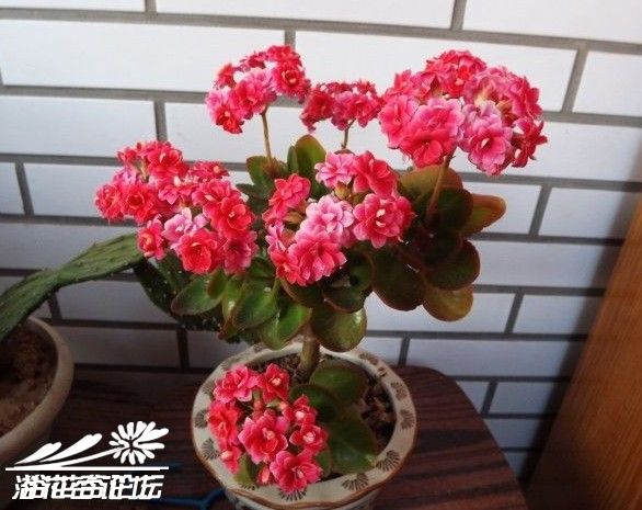 长寿花可以全部剪了吗