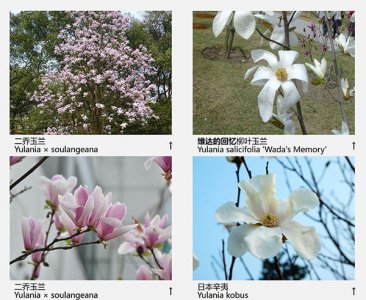 玉兰花品种（43种图示）介绍 玉兰花品种（43种图示）图片欣赏