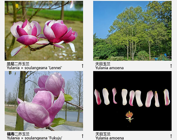 玉兰花品种（43种图示）图片二