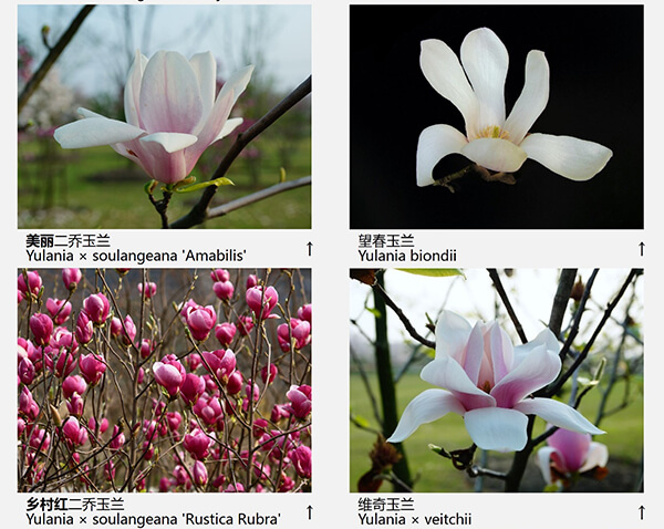 玉兰花品种（43种图示）图片三