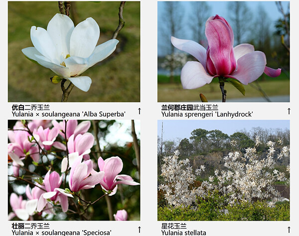 玉兰花品种（43种图示）图片四