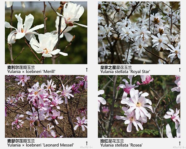 玉兰花品种（43种图示）图片五