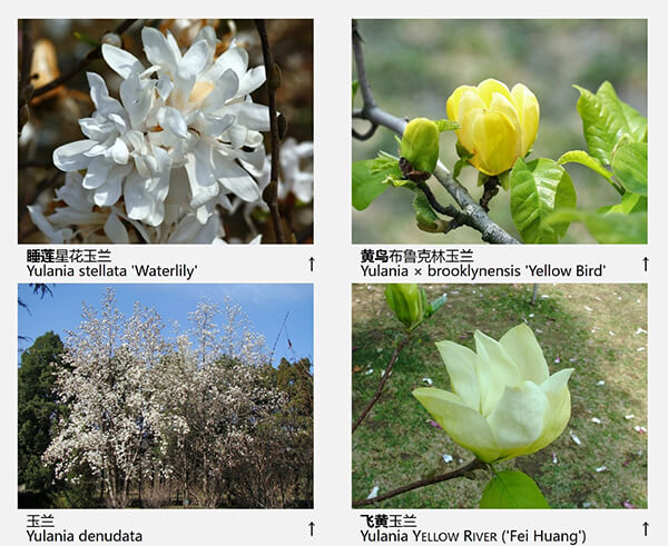 玉兰花品种（43种图示）图片六